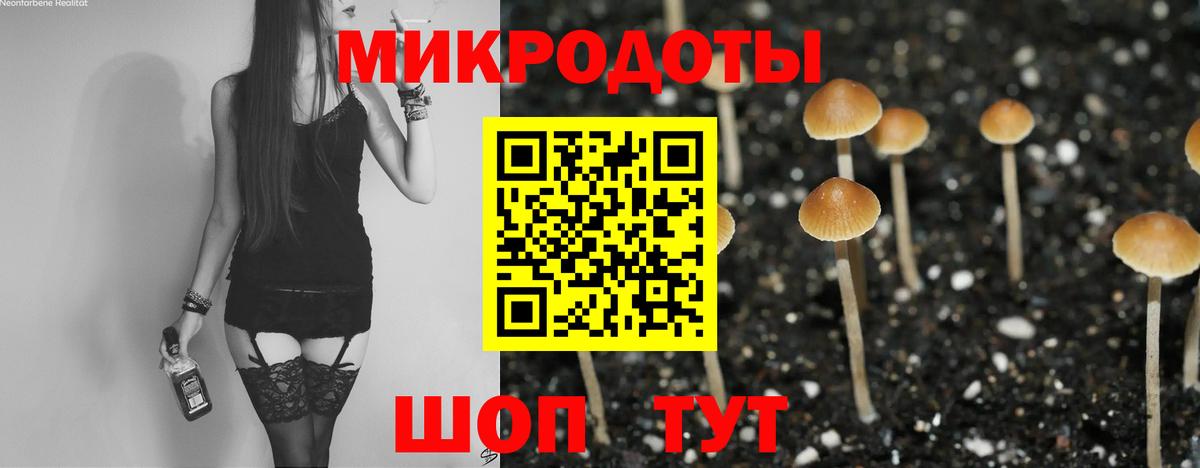 Псилоцибиновые грибы Psilocybe Вязьма